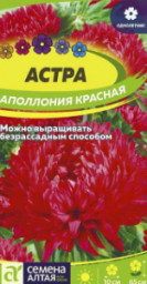 Астра Аполлония Красная Семена Алтая