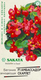 Бегония Амбассадор Скарлет F1 вечноцв 5 шт пробирка Саката Гавриш